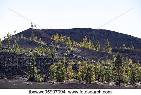 Picture - Canary Island pines (Pinus canariensis) in volcanic landscape at the foot of the Pico Viejo, Teide National Park, Tenerife, Canary Islands, Spain, Europe. Fotosearch