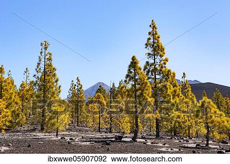 Canary Island pines (Pinus canariensis) in volcanic landscape, behind the Pico del Teide and Pico Viejo, Teide National Park, Tenerife, Canary Islands, Spain, Europe View Large Photo Image Stock Image - Canary Island pines (Pinus canariensis) in volcanic landscape, behind the Pico del Teide and Pico Viejo, Teide National Park, Tenerife, Canary Islands, Spain, Europe. Fotosearch
