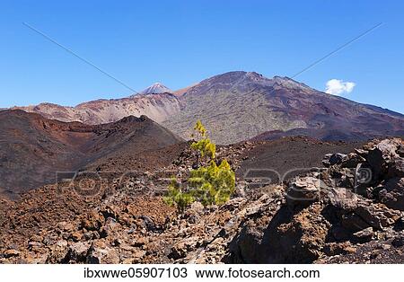 Canary Island pines (Pinus canariensis) in volcanic landscape, behind Pico del Teide and Pico Viejo, Teide National Park, Tenerife, Canary Islands, Spain, Europe View Large Photo Image Stock Image - Canary Island pines (Pinus canariensis) in volcanic landscape, behind Pico del Teide and Pico Viejo, Teide National Park, Tenerife, Canary Islands, Spain, Europe. Fotosearch