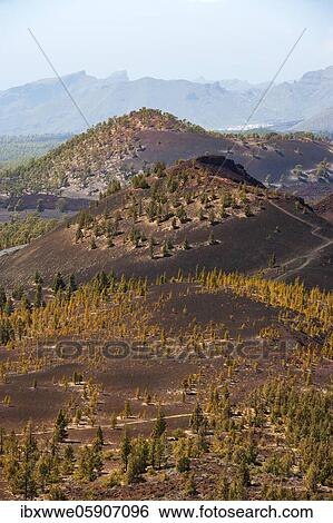 Canary Island pines (Pinus canariensis) in volcanic landscape, Teide National Park, Tenerife, Canary Islands, Spain, Europe View Large Photo Image Stock Photograph - Canary Island pines (Pinus canariensis) in volcanic landscape, Teide National Park, Tenerife, Canary Islands, Spain, Europe. Fotosearch