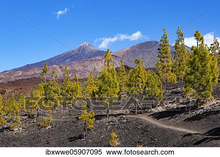 Stock Photography - Canary Island pines (Pinus canariensis) in volcanic landscape, behind the Pico del Teide and Pico Viejo, Teide National Park, Tenerife, Canary Islands, Spain, Europe. Fotosearch