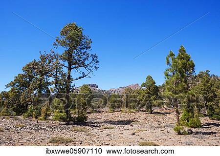 Canary (Pinus canariensis) pine forest on the way to the Sombrero de Chasna, Teide National Park, Tenerife, Canary Islands, Spain, Europe View Large Photo Image Stock Image - Canary (Pinus canariensis) pine forest on the way to the Sombrero de Chasna, Teide National Park, Tenerife, Canary Islands, Spain, Europe. Fotosearch