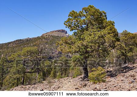 Stock Image - Canary (Pinus canariensis) pine forest on the way to the Sombrero de Chasna, Teide National Park, Tenerife, Canary Islands, Spain, Europe. Fotosearch
