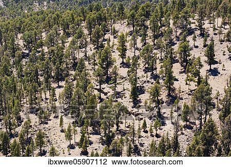 Stock Image - Canary (Pinus canariensis) pine forest on the way to the Sombrero de Chasna, Teide National Park, Tenerife, Canary Islands, Spain, Europe. Fotosearch