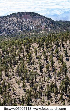 Canary (Pinus canariensis) pine forest on the way to the Sombrero de Chasna, Teide National Park, Tenerife, Canary Islands, Spain, Europe View Large Photo Image Stock Image - Canary (Pinus canariensis) pine forest on the way to the Sombrero de Chasna, Teide National Park, Tenerife, Canary Islands, Spain, Europe. Fotosearch