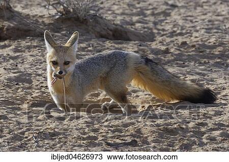 Cape fox (Vulpes chama), adult female with rodent prey in mouth at burrow, Kgalagadi Transfrontier Park, Northern Cape, South Africa, Africa View Large Photo Image Stock Image - Cape fox (Vulpes chama), adult female with rodent prey in mouth at burrow, Kgalagadi Transfrontier Park, Northern Cape, South Africa, Africa. Fotosearch