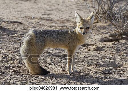 Cape fox (Vulpes chama), adult female, Kgalagadi Transfrontier Park, Northern Cape, South Africa, Africa View Large Photo Image Stock Image - Cape fox (Vulpes chama), adult female, Kgalagadi Transfrontier Park, Northern Cape, South Africa, Africa. Fotosearch