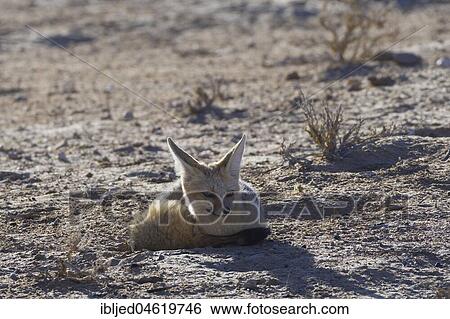 Cape fox (Vulpes chama), adult female lying on arid ground, morning light, Kgalagadi Transfrontier Park, Northern Cape, South Africa, Africa View Large Photo Image Stock Photograph - Cape fox (Vulpes chama), adult female lying on arid ground, morning light, Kgalagadi Transfrontier Park, Northern Cape, South Africa, Africa. Fotosearch