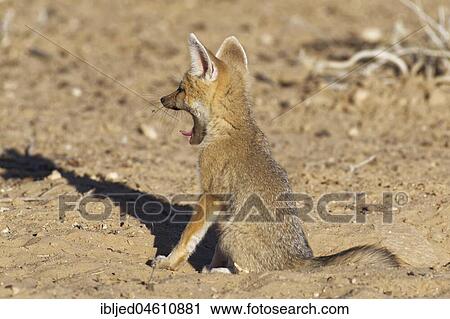 Cape fox (Vulpes chama), cub yawning at burrow entrance, Kgalagadi Transfrontier Park, Northern Cape, South Africa, Africa View Large Photo Image Stock Image - Cape fox (Vulpes chama), cub yawning at burrow entrance, Kgalagadi Transfrontier Park, Northern Cape, South Africa, Africa. Fotosearch