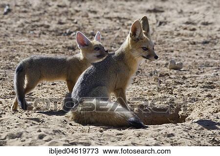 Cape foxes (Vulpes chama), sitting mother with cub looking up, at burrow entrance, morning light, Kgalagadi Transfrontier Park, Northern Cape, South Africa, Africa View Large Photo Image Stock Image - Cape foxes (Vulpes chama), sitting mother with cub looking up, at burrow entrance, morning light, Kgalagadi Transfrontier Park, Northern Cape, South Africa, Africa. Fotosearch