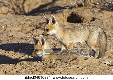Cape foxes (Vulpes chama), two cubs at burrow entrance, Kgalagadi Transfrontier Park, Northern Cape, South Africa, Africa View Large Photo Image Picture - Cape foxes (Vulpes chama), two cubs at burrow entrance, Kgalagadi Transfrontier Park, Northern Cape, South Africa, Africa. Fotosearch