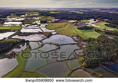 Carp pond, carp pond, fish farming, nature reserve bird sanctuary, pond area near Mohrhof, villages from left Mohrhof, middle Biengarten, right Poppenwind, Aischgrund, Middle Franconia, Franconia, Bavaria, Germany, Europe View Large Photo Image Stock Image - Carp pond, carp pond, fish farming, nature reserve bird sanctuary, pond area near Mohrhof, villages from left Mohrhof, middle Biengarten, right Poppenwind, Aischgrund, Middle Franconia, Franconia, Bavaria, Germany, Europe. Fotosearch