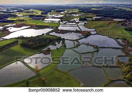 Carp pond, carp pond, fish farming, nature reserve bird sanctuary, pond area near Mohrhof, villages from left Mohrhof, middle Biengarten, right Poppenwind, Aischgrund, Middle Franconia, Franconia, Bavaria, Germany, Europe View Large Photo Image Stock Image - Carp pond, carp pond, fish farming, nature reserve bird sanctuary, pond area near Mohrhof, villages from left Mohrhof, middle Biengarten, right Poppenwind, Aischgrund, Middle Franconia, Franconia, Bavaria, Germany, Europe. Fotosearch