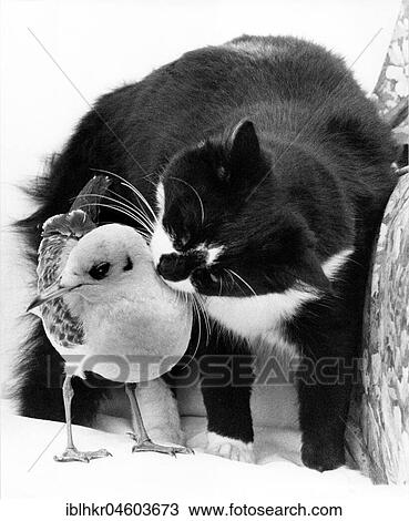 Stock Image - Cat cuddling with a bird, England, Great Britain. Fotosearch