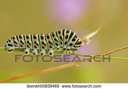Caterpillar of the Swallowtail (Papilio machaon) Butterfly, Hesse, Germany, Europe View Large Photo Image Stock Photo - Caterpillar of the Swallowtail (Papilio machaon) Butterfly, Hesse, Germany, Europe. Fotosearch