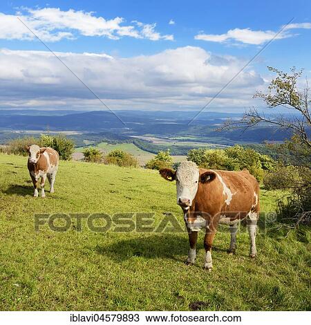 Cattle graze in a meadow, Gebaberg, also Hohe Geba, Vordere Rhön, near Meiningen, Thuringia, Germany, Europe View Large Photo Image Stock Image - Cattle graze in a meadow, Gebaberg, also Hohe Geba, Vordere Rhön, near Meiningen, Thuringia, Germany, Europe. Fotosearch