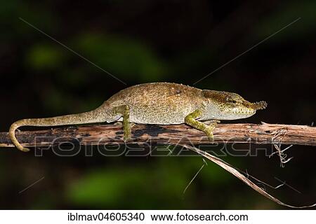 Chameleon (Calumma linotum), female, Amber Mountain National Park, Diana, Madagascar, Africa View Large Photo Image Stock Image - Chameleon (Calumma linotum), female, Amber Mountain National Park, Diana, Madagascar, Africa. Fotosearch