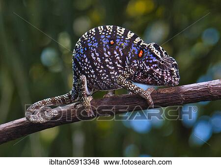 Chameleon female (Furcifer voeltzkowi), rediscovered after over 100 years, Mahajanga, Madagascar, Africa View Large Photo Image Stock Photo - Chameleon female (Furcifer voeltzkowi), rediscovered after over 100 years, Mahajanga, Madagascar, Africa. Fotosearch