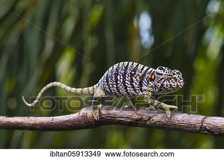 Chameleon female (Furcifer voeltzkowi), rediscovered after over 100 years, Mahajanga, Madagascar, Africa View Large Photo Image Stock Photo - Chameleon female (Furcifer voeltzkowi), rediscovered after over 100 years, Mahajanga, Madagascar, Africa. Fotosearch