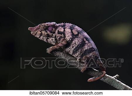 Picture - Chameleon (Furcifer rhinoceratus), in Ankarafantsika National Park, Madagascar, Africa. Fotosearch