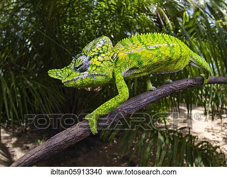 Chameleon male (Furcifer voeltzkowi), rediscovered after over 100 years, Mahajanga, Madagascar, Africa View Large Photo Image Stock Image - Chameleon male (Furcifer voeltzkowi), rediscovered after over 100 years, Mahajanga, Madagascar, Africa. Fotosearch