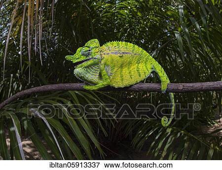 Chameleon male (Furcifer voeltzkowi), rediscovered after over 100 years, Mahajanga, Madagascar, Africa View Large Photo Image Stock Photo - Chameleon male (Furcifer voeltzkowi), rediscovered after over 100 years, Mahajanga, Madagascar, Africa. Fotosearch