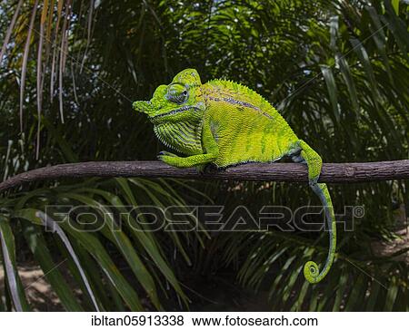 Chameleon male (Furcifer voeltzkowi), rediscovered after over 100 years, Mahajanga, Madagascar, Africa View Large Photo Image Stock Photo - Chameleon male (Furcifer voeltzkowi), rediscovered after over 100 years, Mahajanga, Madagascar, Africa. Fotosearch