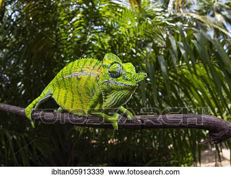 Chameleon male (Furcifer voeltzkowi), rediscovered after over 100 years, Mahajanga, Madagascar, Africa View Large Photo Image Stock Photo - Chameleon male (Furcifer voeltzkowi), rediscovered after over 100 years, Mahajanga, Madagascar, Africa. Fotosearch