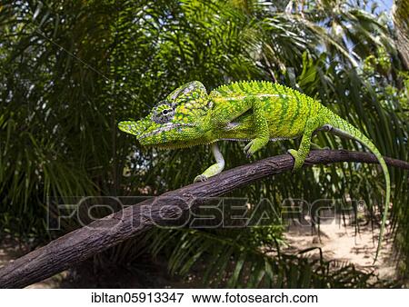 Chameleon male (Furcifer voeltzkowi), rediscovered after over 100 years, Mahajanga, Madagascar, Africa View Large Photo Image Stock Photo - Chameleon male (Furcifer voeltzkowi), rediscovered after over 100 years, Mahajanga, Madagascar, Africa. Fotosearch