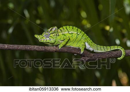 Chameleon male (Furcifer voeltzkowi), rediscovered after over 100 years, Mahajanga, Madagascar, Africa View Large Photo Image Stock Photograph - Chameleon male (Furcifer voeltzkowi), rediscovered after over 100 years, Mahajanga, Madagascar, Africa. Fotosearch