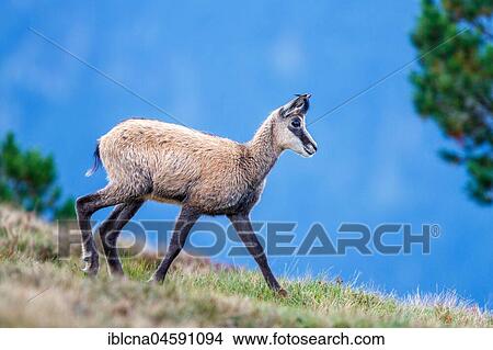 Chamois (Rupicapra rupicapra), Bernese Oberland, Switzerland, Europe View Large Photo Image Picture - Chamois (Rupicapra rupicapra), Bernese Oberland, Switzerland, Europe. Fotosearch