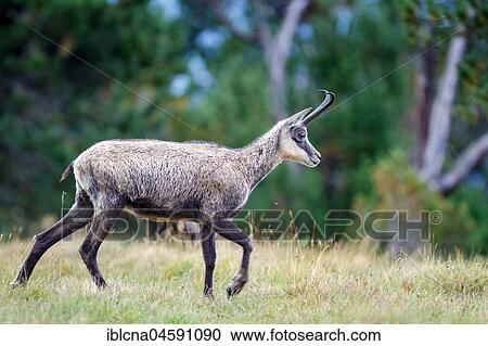 Stock Image - Chamois (Rupicapra rupicapra), Bernese Oberland, Switzerland, Europe. Fotosearch