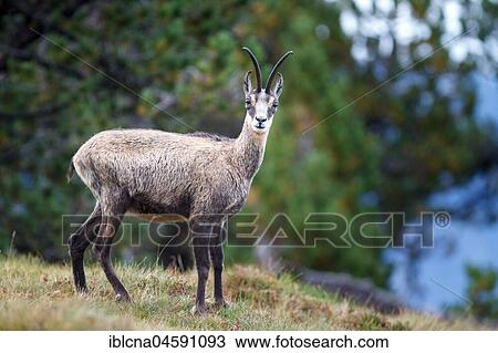 Stock Image - Chamois (Rupicapra rupicapra), Bernese Oberland, Switzerland, Europe. Fotosearch