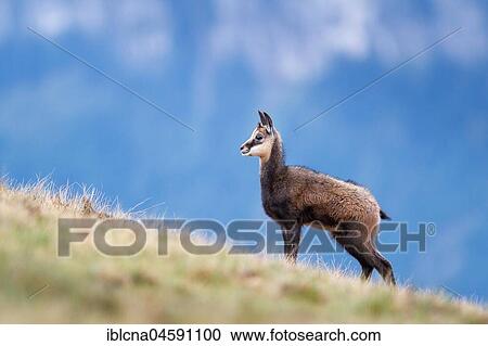 Stock Image - Chamois (Rupicapra rupicapra), Bernese Oberland, Switzerland, Europe. Fotosearch