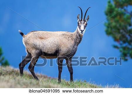 Stock Photography - Chamois (Rupicapra rupicapra), Bernese Oberland, Switzerland, Europe. Fotosearch