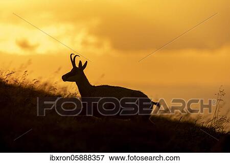 Chamois ( Rupicapra rupicapra) stands at sunset in a meadow, Vosges, France, Europe View Large Photo Image Stock Photo - Chamois ( Rupicapra rupicapra) stands at sunset in a meadow, Vosges, France, Europe. Fotosearch