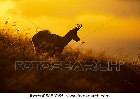 Chamois ( Rupicapra rupicapra) stands at sunset in a meadow, Vosges, France, Europe View Large Photo Image Stock Photography - Chamois ( Rupicapra rupicapra) stands at sunset in a meadow, Vosges, France, Europe. Fotosearch