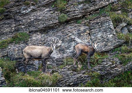 Stock Image - Chamoises (Rupicapra rupicapra), Bernese Oberland, Switzerland, Europe. Fotosearch