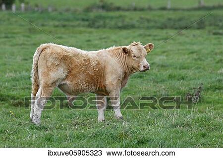 Charolais-Domestic Cattle (Bos primigenius taurus), Bull calf on a pasture, Schleswig-Holstein, Germany, Europe View Large Photo Image Stock Image - Charolais-Domestic Cattle (Bos primigenius taurus), Bull calf on a pasture, Schleswig-Holstein, Germany, Europe. Fotosearch