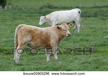 Stock Photograph - Charolais-Domestic Cattles (Bos primigenius taurus), Bull calf and cow on a pasture, Schleswig-Holstein, Germany, Europe. Fotosearch