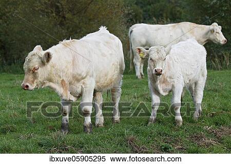 Charolais-Domestic Cattles (Bos primigenius taurus) on a pasture, Schleswig-Holstein, Germany, Europe View Large Photo Image Stock Photography - Charolais-Domestic Cattles (Bos primigenius taurus) on a pasture, Schleswig-Holstein, Germany, Europe. Fotosearch