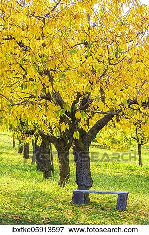 Cherry trees in autumn, Swabian Alb, Baden-Württemberg, Germany, Europe View Large Photo Image Stock Photo - Cherry trees in autumn, Swabian Alb, Baden-Württemberg, Germany, Europe. Fotosearch