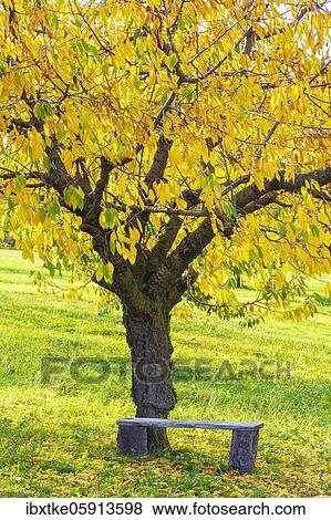 Stock Photo - Cherry trees in autumn, Swabian Alb, Baden-Württemberg, Germany, Europe. Fotosearch