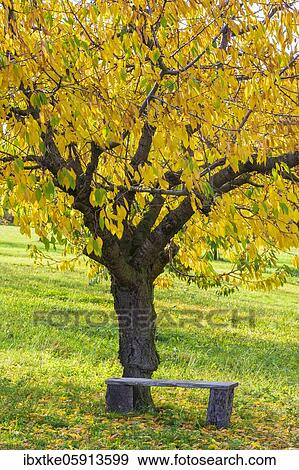 Cherry trees in autumn, Swabian Alb, Baden-Württemberg, Germany, Europe View Large Photo Image Stock Photo - Cherry trees in autumn, Swabian Alb, Baden-Württemberg, Germany, Europe. Fotosearch