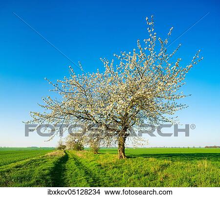 Cherry trees in blossom on a field path in spring, green fields, blue sky, Burgenlandkreis, Germany, Europe View Large Photo Image Picture - Cherry trees in blossom on a field path in spring, green fields, blue sky, Burgenlandkreis, Germany, Europe. Fotosearch