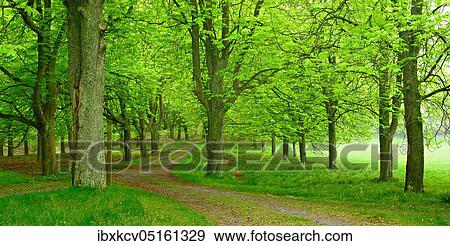Chestnut alley in spring, Kellerwald-Edersee National Park, Hesse, Germany, Europe View Large Photo Image Stock Photo - Chestnut alley in spring, Kellerwald-Edersee National Park, Hesse, Germany, Europe. Fotosearch