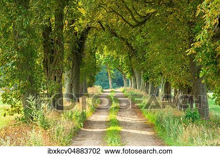 Stock Image - Chestnut Avenue in Summer, Mecklenburg-Western Pomerania, Germany, Europe. Fotosearch