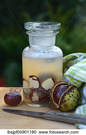 Chestnut, production of chestnut soap with water and crushed horse chestnuts, Germany, Europe View Large Photo Image Stock Image - Chestnut, production of chestnut soap with water and crushed horse chestnuts, Germany, Europe. Fotosearch