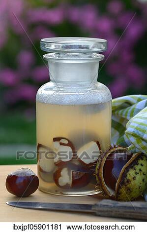 Chestnut, production of chestnut soap with water and crushed horse chestnuts, Germany, Europe View Large Photo Image Stock Image - Chestnut, production of chestnut soap with water and crushed horse chestnuts, Germany, Europe. Fotosearch