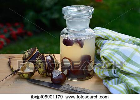 Chestnut, production of chestnut soap with water and crushed horse chestnuts, Germany, Europe View Large Photo Image Stock Photo - Chestnut, production of chestnut soap with water and crushed horse chestnuts, Germany, Europe. Fotosearch